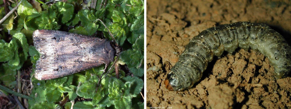 Black Cutworms